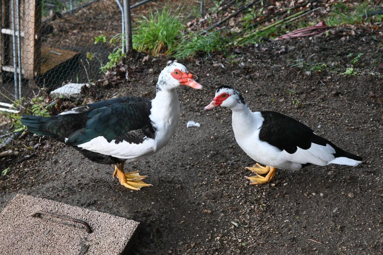 Quinta Ecologica Da Peneda Agroturismo By Peneda Ecofarm Arcos de Valdevez Dış mekan fotoğraf