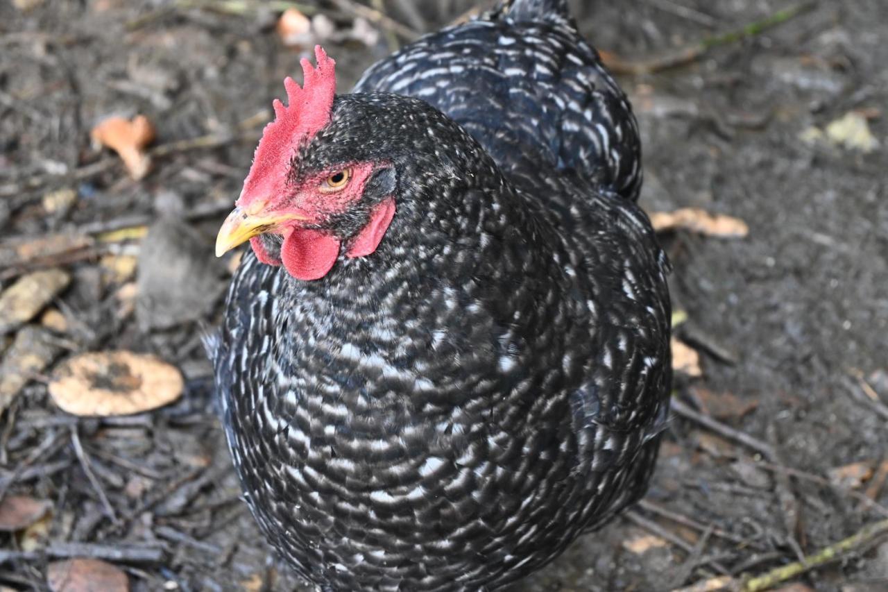 Quinta Ecologica Da Peneda Agroturismo By Peneda Ecofarm Arcos de Valdevez Dış mekan fotoğraf